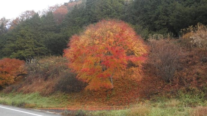 紅葉も終盤ですね。