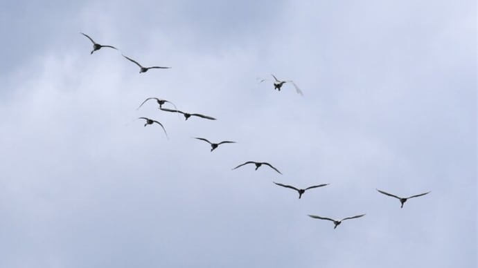 白鳥が飛んで来た!