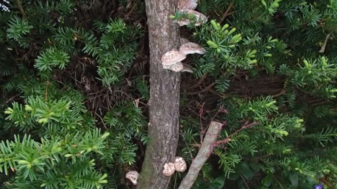 翡翠ナスと伏見甘長唐辛子の植え替え 12日