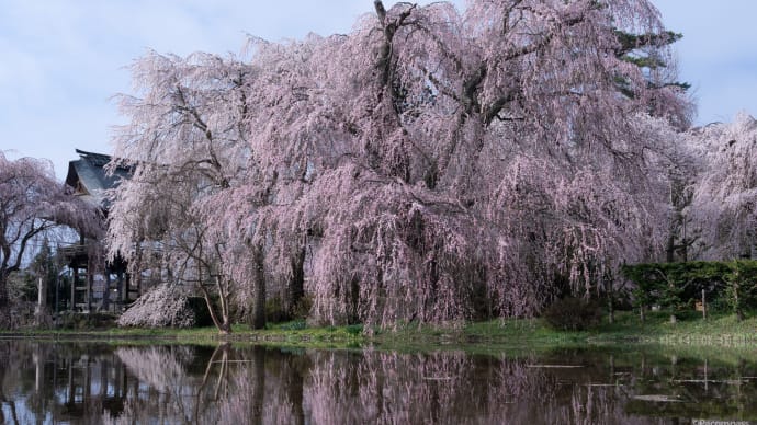 3年越しで満開の枝垂れ桜に会う