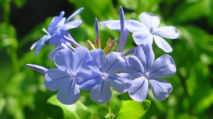 涼し気な花を・・
