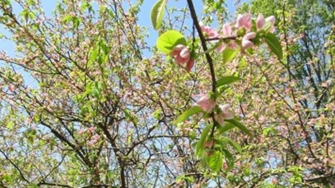花梨の花 シルバーカートの値段の違い