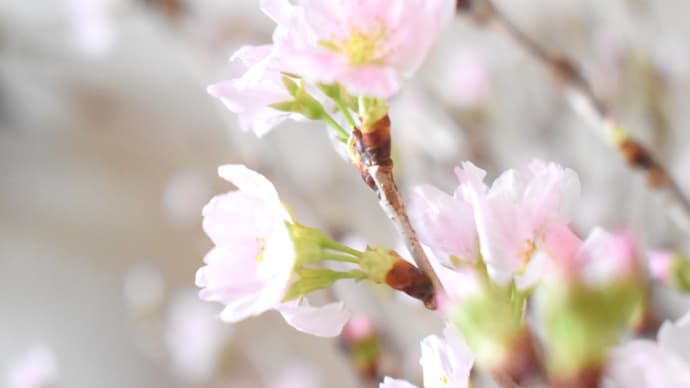 冬のさくら彩々。
