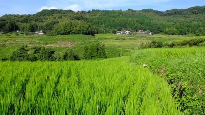 稲刈り後の棚田 内成