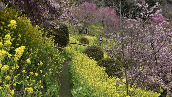 河津桜　神奈川県松田　あぐりパーク嵯峨山苑　第13回菜花（なばな）まつり（3）頂上に到着