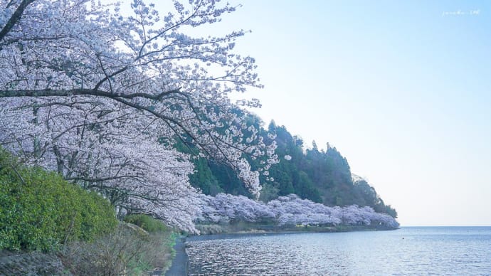 湖畔の桜だより By空倶楽部