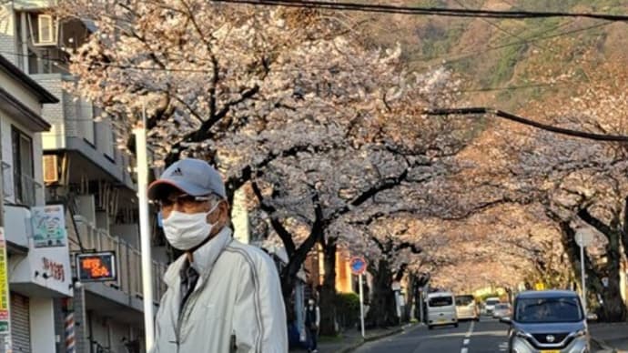 安部山公園の桜を観に行くよ 夕方散歩 24.4/2
