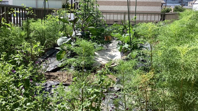 🌱初収穫