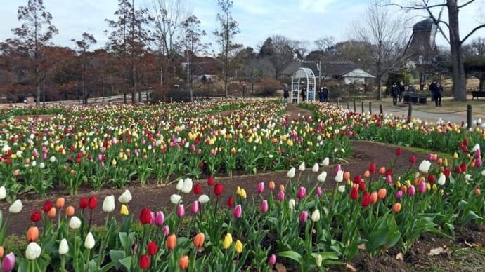 アンデルセン公園　チューリップ