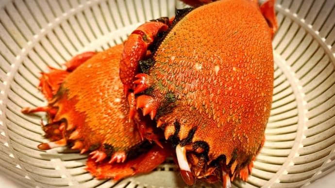 アサヒガニ🦀美味しかった!