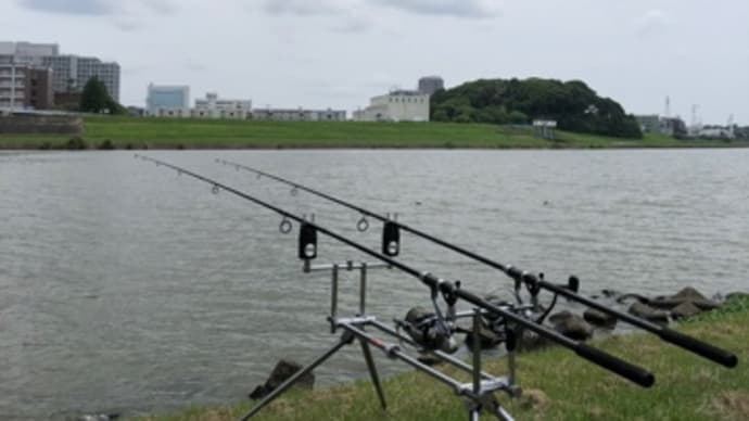 6月19日の鯉釣り