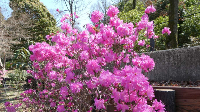 桜の回廊 2022.3.27