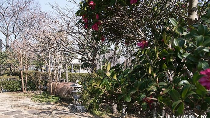 エリカの花咲く頃。