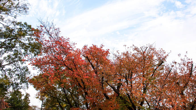 和光樹林公園のサクラの紅葉