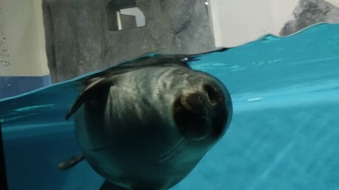 鳥羽水族館その2