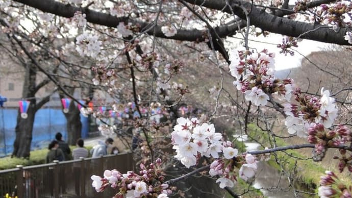 桜・梨の花まつり会場
