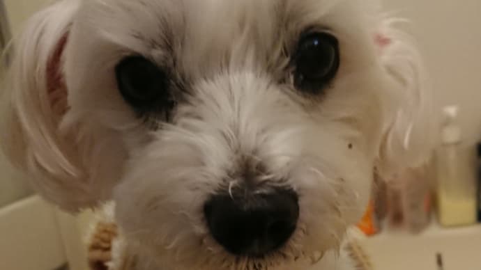 やめてッ!そんなの見たくないッ!の事。