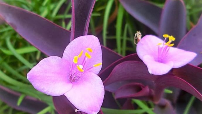 10月下旬のお花