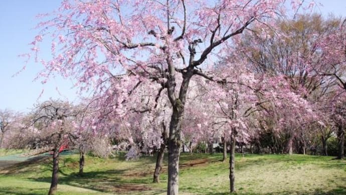 2023年 3月22日(水)の「尾久の原公園」(2)