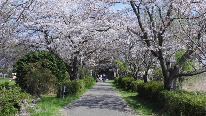 我孫子桜まつり 手賀沼遊歩道・川村学園女子大学