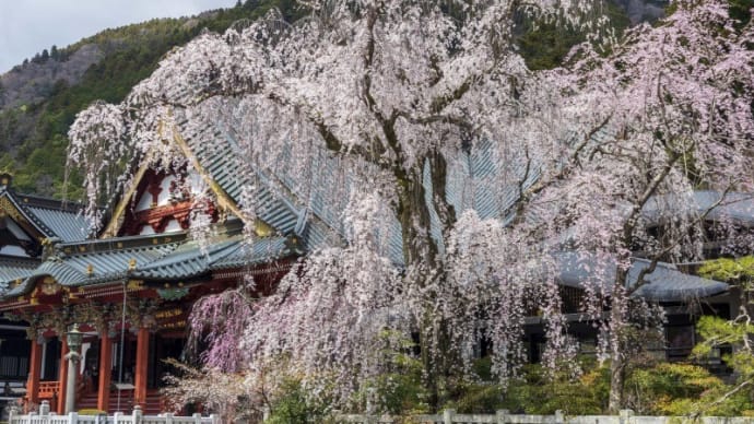 身延山 久遠寺の桜