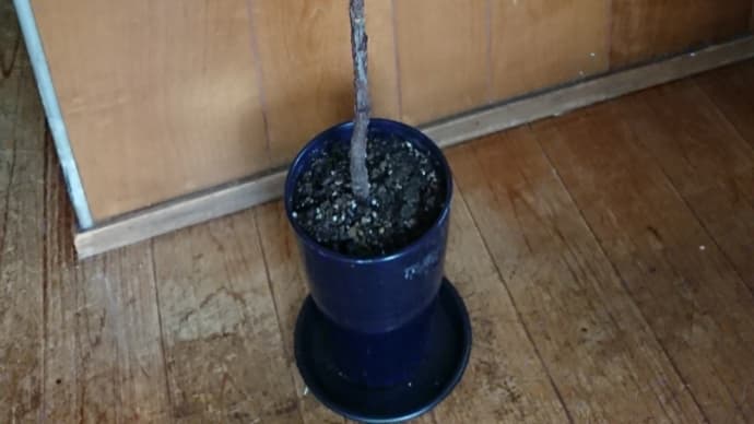 ゴムの木