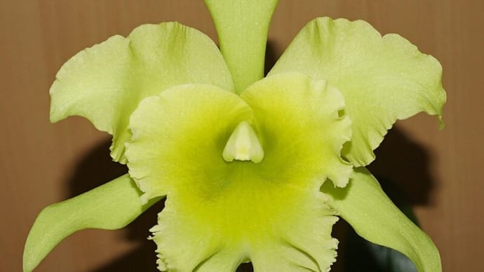 Rlc. Ports of Paradise ‘Gleneyrie's Green Giant’画像集