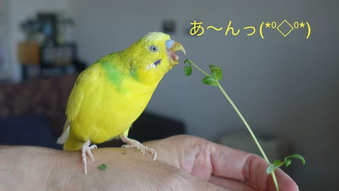 【2930】チャッピーと豆の苗
