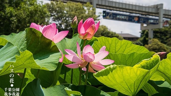 桃の彩り、涼しげに。