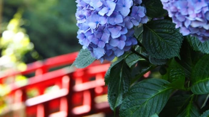 五月の陽射しと六月の雨で紫陽花の花が咲く