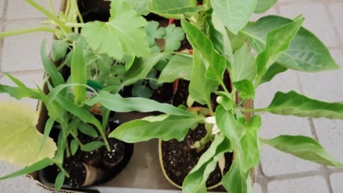 【 野菜苗 】