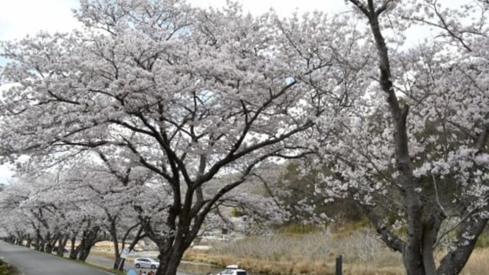 上郡町~赤穂市 桜めぐり '22
