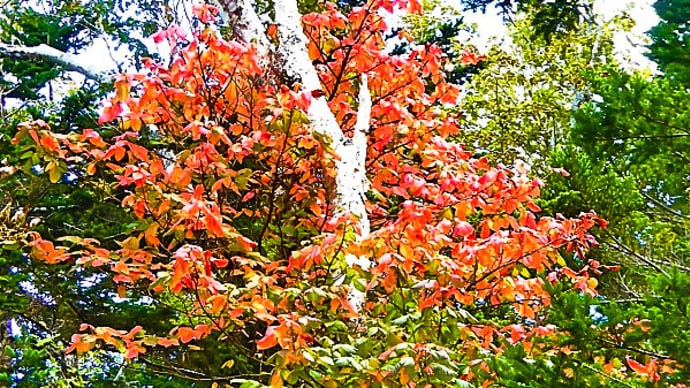 秋が深まって、ツタウルシの葉が色付き、マツノコケイロヌメリガサが発生し始めました