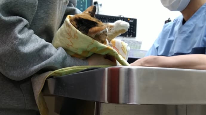つぶあん、やっとカリカリに興味を示す