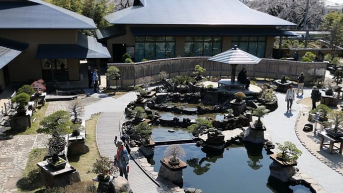 大宮盆栽美術館リニューアルオープン鑑賞後編