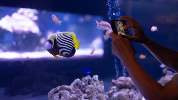 すみだ水族館・チンアナゴとか