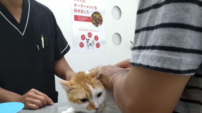 きなこの見舞いへ