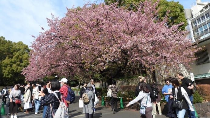 上野公園 広小路口の枝垂れ桜