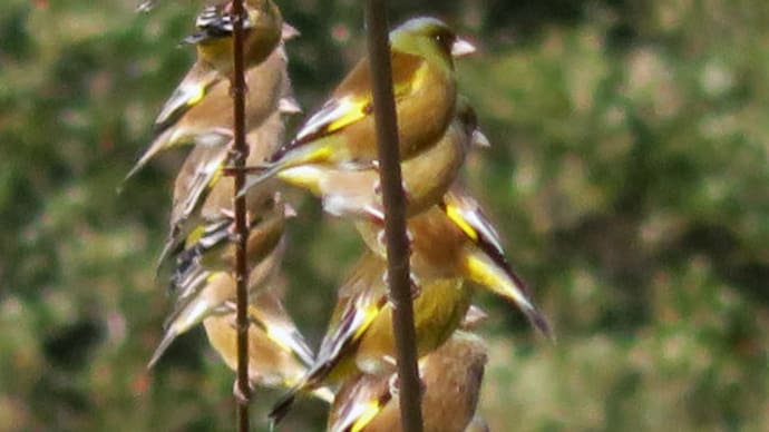 Oriental Greenfinch 