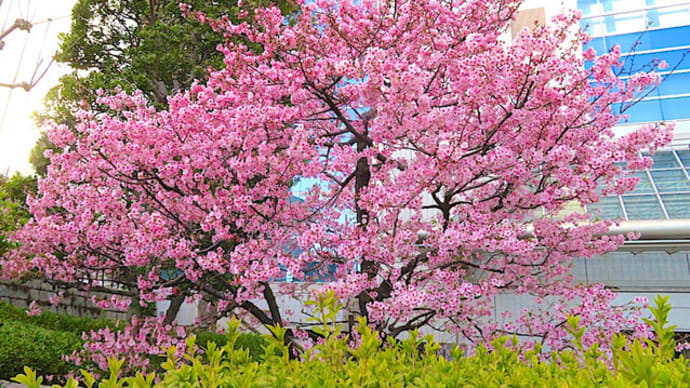 河津桜と模型
