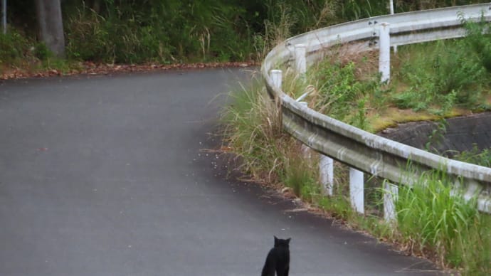 散歩で遭遇した黒猫と鹿・・・