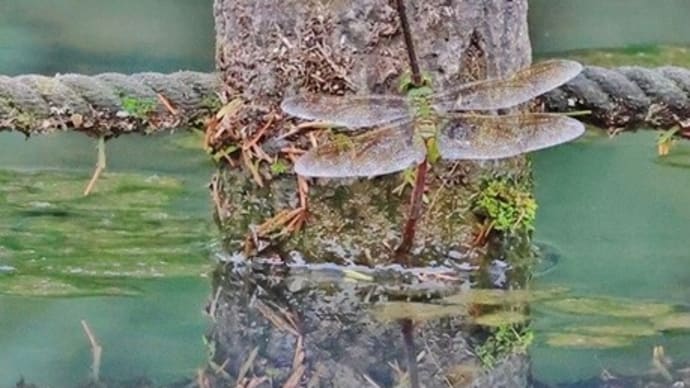 水辺で出会った　野鳥と昆虫！・・・ケリ　ギンヤンマ等