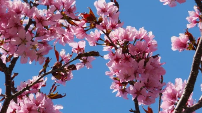 今頃だけど桜見頃です。