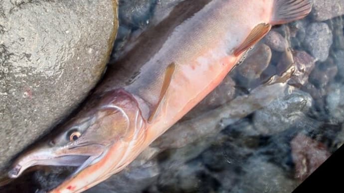 本日トライの釣果写真です。