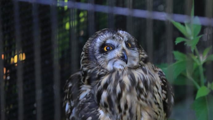 ●過去の記事より いしかわ動物園(2) 鳥 コミミズク シロフクロウ オシドリ クジャク オニオオハシ アカショウビン ケリ