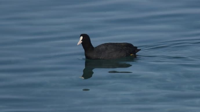 粟島の野鳥たち オオバン