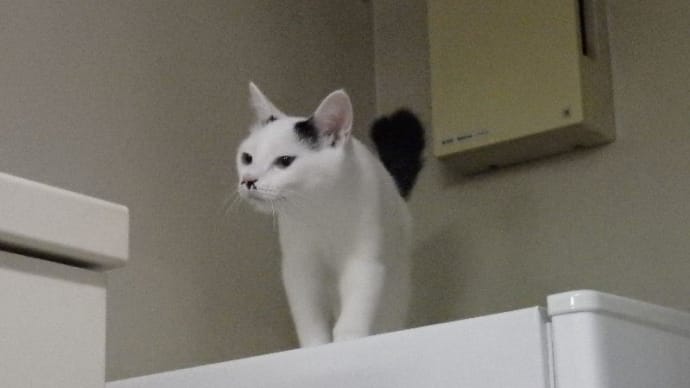 NEKO的猫思い出<7年まえのきょう>
