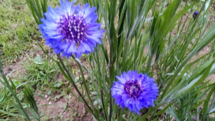 庭の花