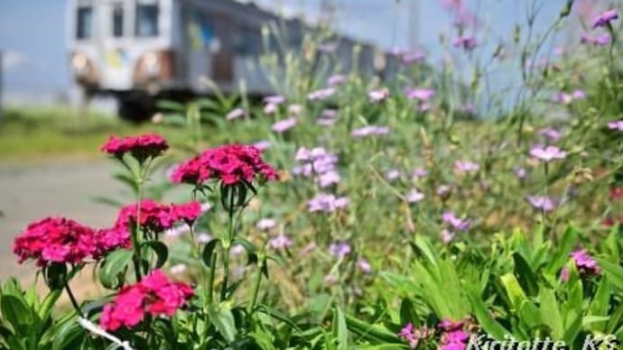 お花畑