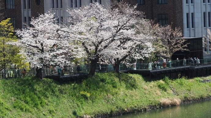 にしさんの花日記 皇居周囲 千鳥ヶ淵の桜が略満開になりました